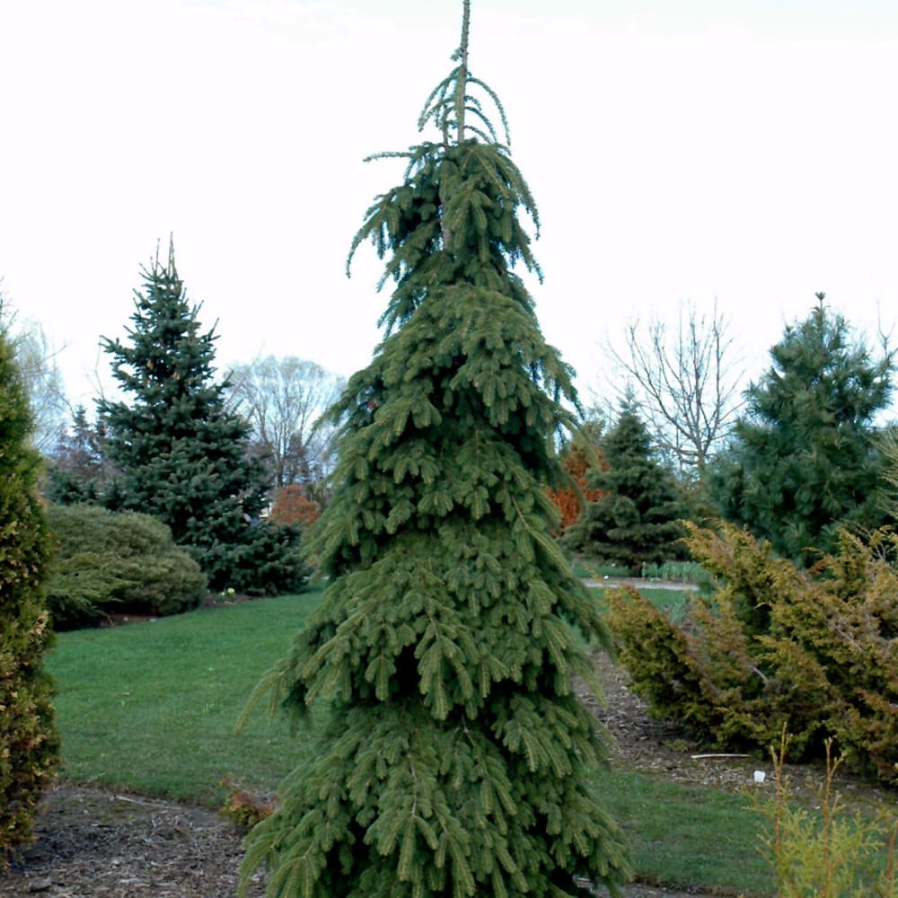 NetPS Plant Finder (www.netpsplantfinder.com)