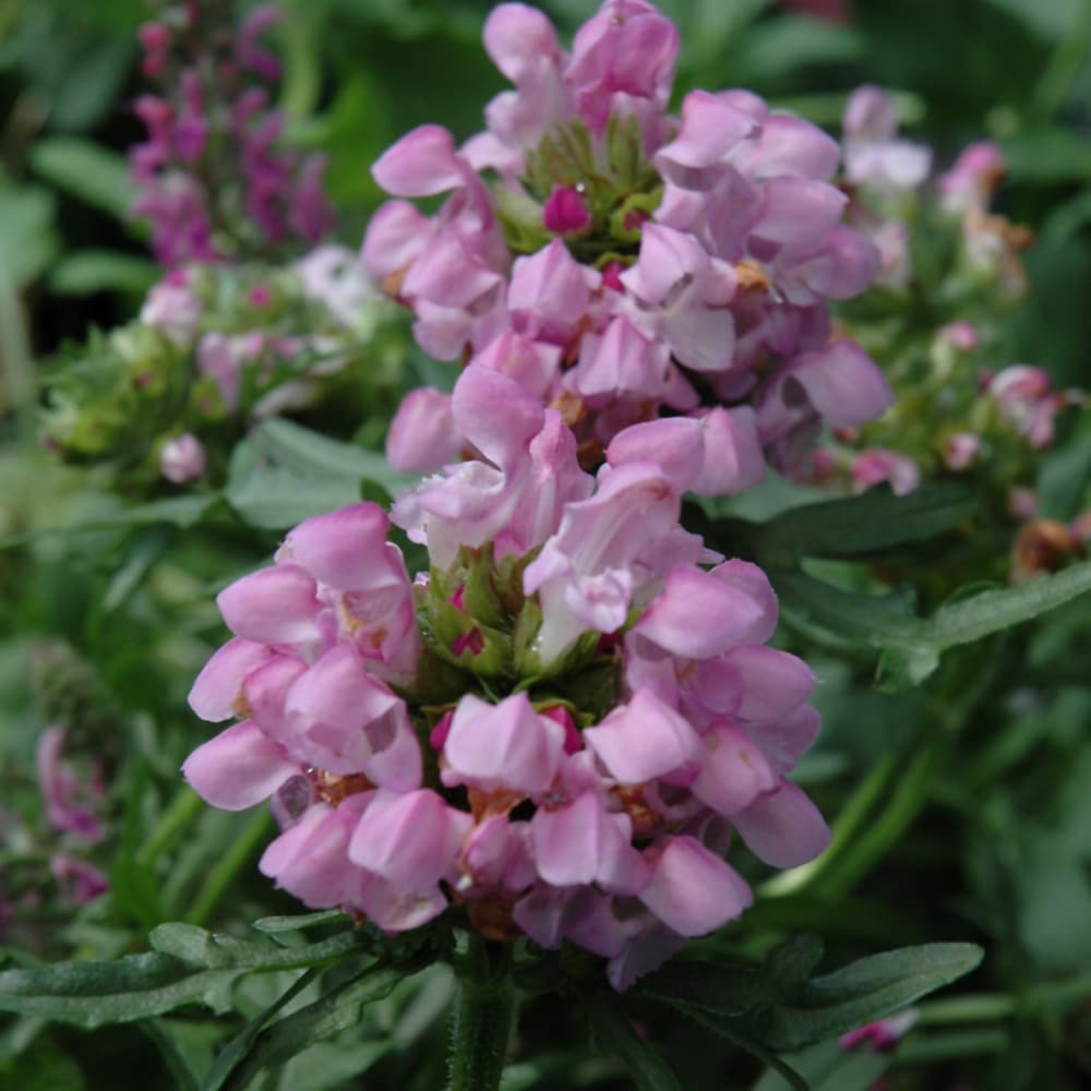 NetPS Plant Finder (www.netpsplantfinder.com)