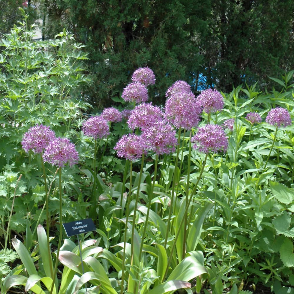 NetPS Plant Finder (www.netpsplantfinder.com)