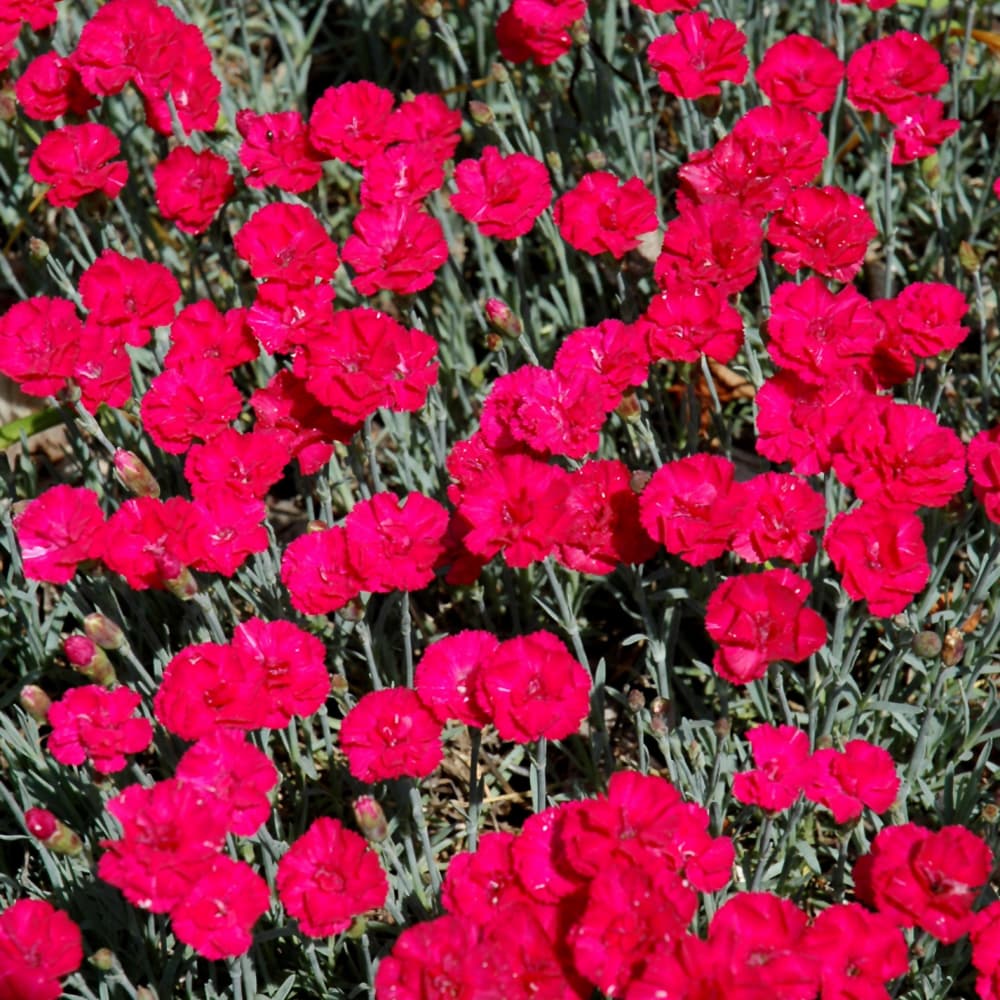 NetPS Plant Finder (www.netpsplantfinder.com)