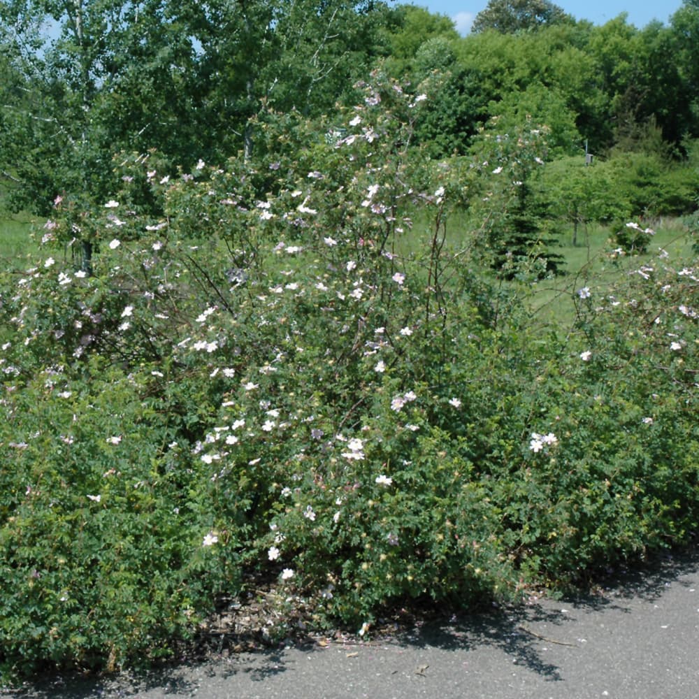 NetPS Plant Finder (www.netpsplantfinder.com)