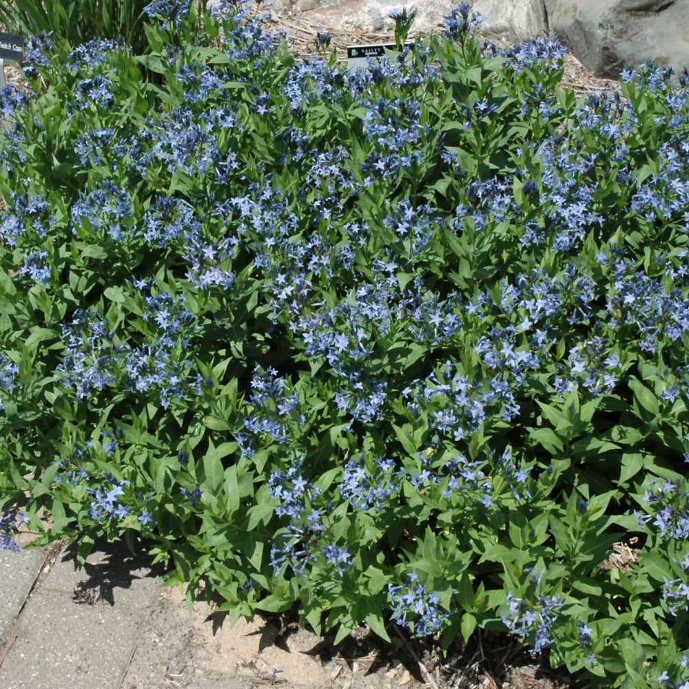 NetPS Plant Finder (www.netpsplantfinder.com)