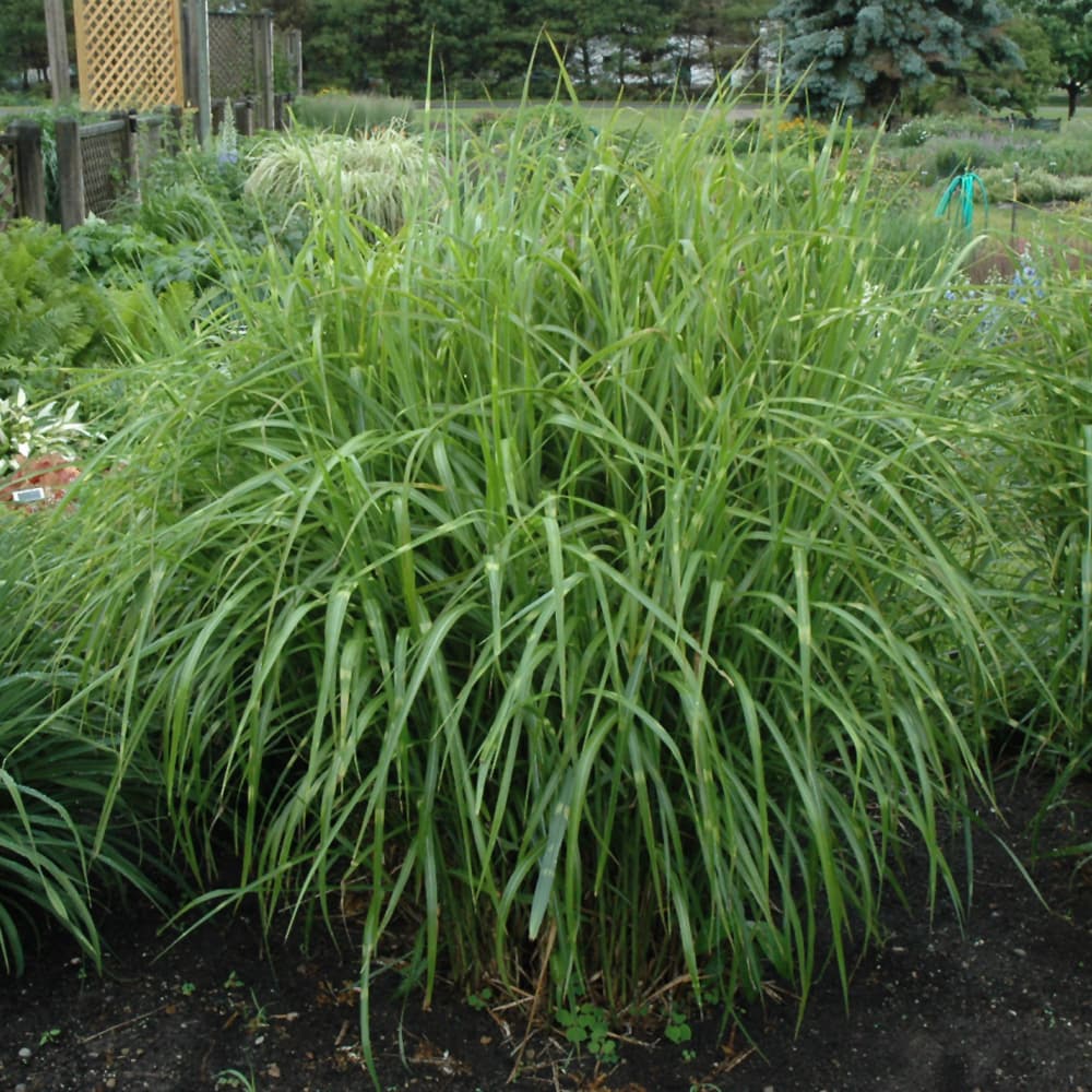 NetPS Plant Finder (www.netpsplantfinder.com)