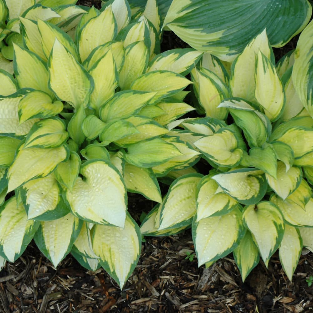 NetPS Plant Finder (www.netpsplantfinder.com)