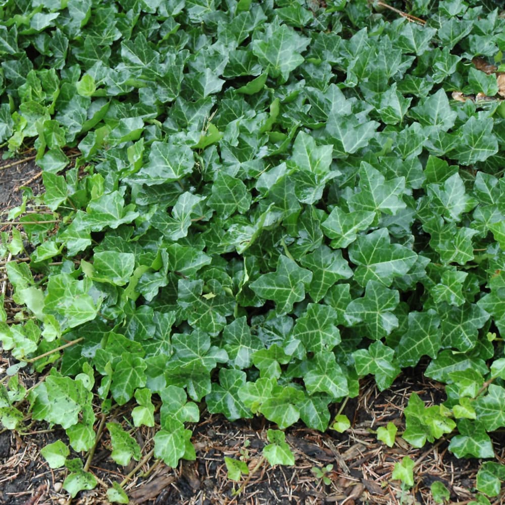 NetPS Plant Finder (www.netpsplantfinder.com)