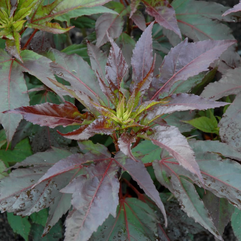 NetPS Plant Finder (www.netpsplantfinder.com)