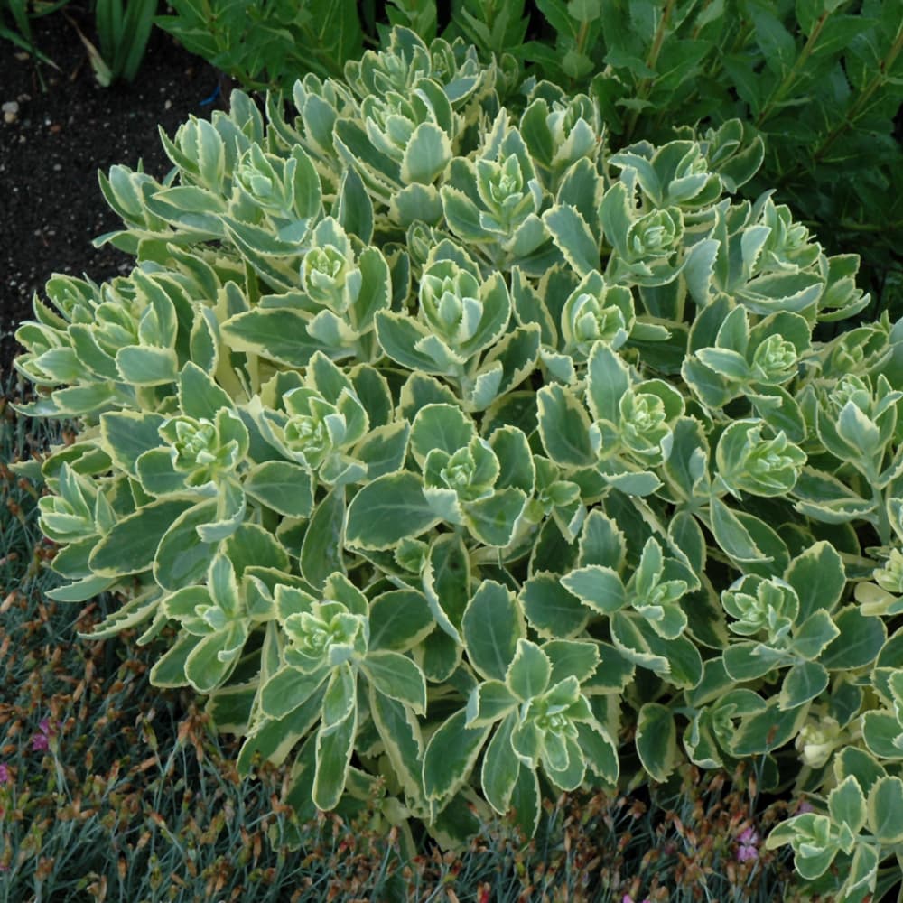 NetPS Plant Finder (www.netpsplantfinder.com)