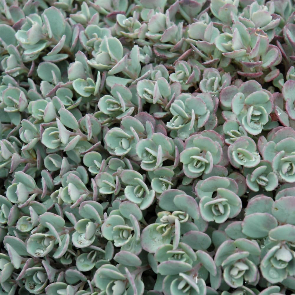 NetPS Plant Finder (www.netpsplantfinder.com)