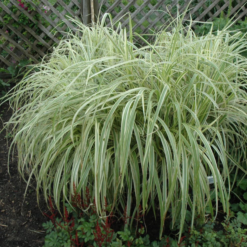 Grass Dixieland