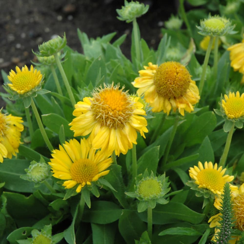 NetPS Plant Finder (www.netpsplantfinder.com)