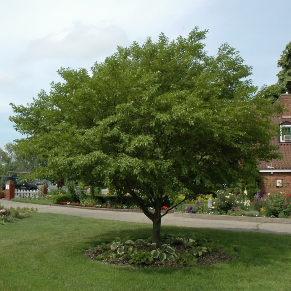 NetPS Plant Finder (www.netpsplantfinder.com)