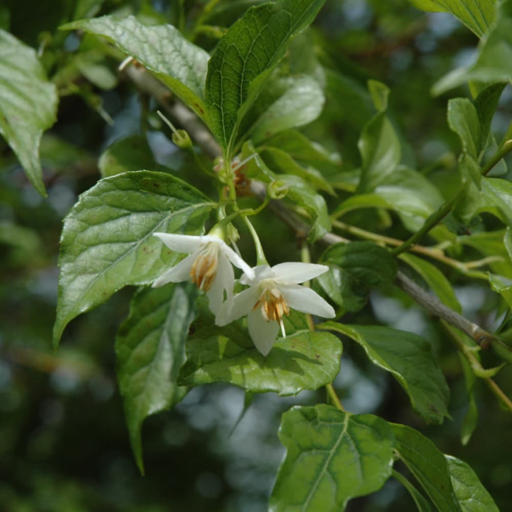 NetPS Plant Finder (www.netpsplantfinder.com)