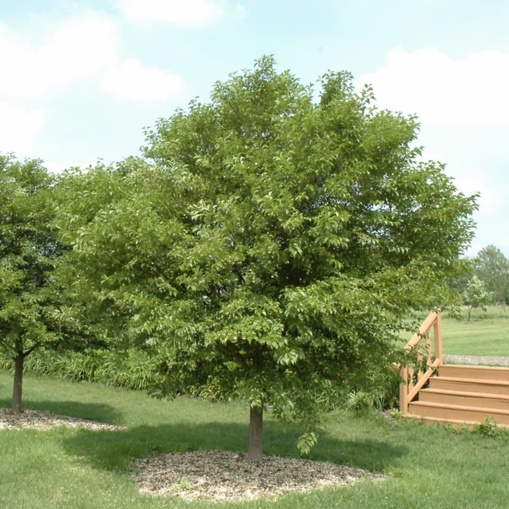 NetPS Plant Finder (www.netpsplantfinder.com)