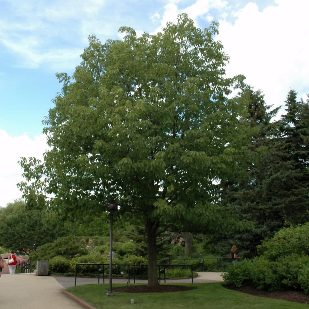 Oak Chestnut
