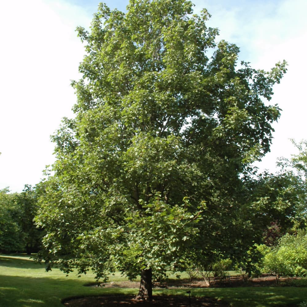 Maple Hedge