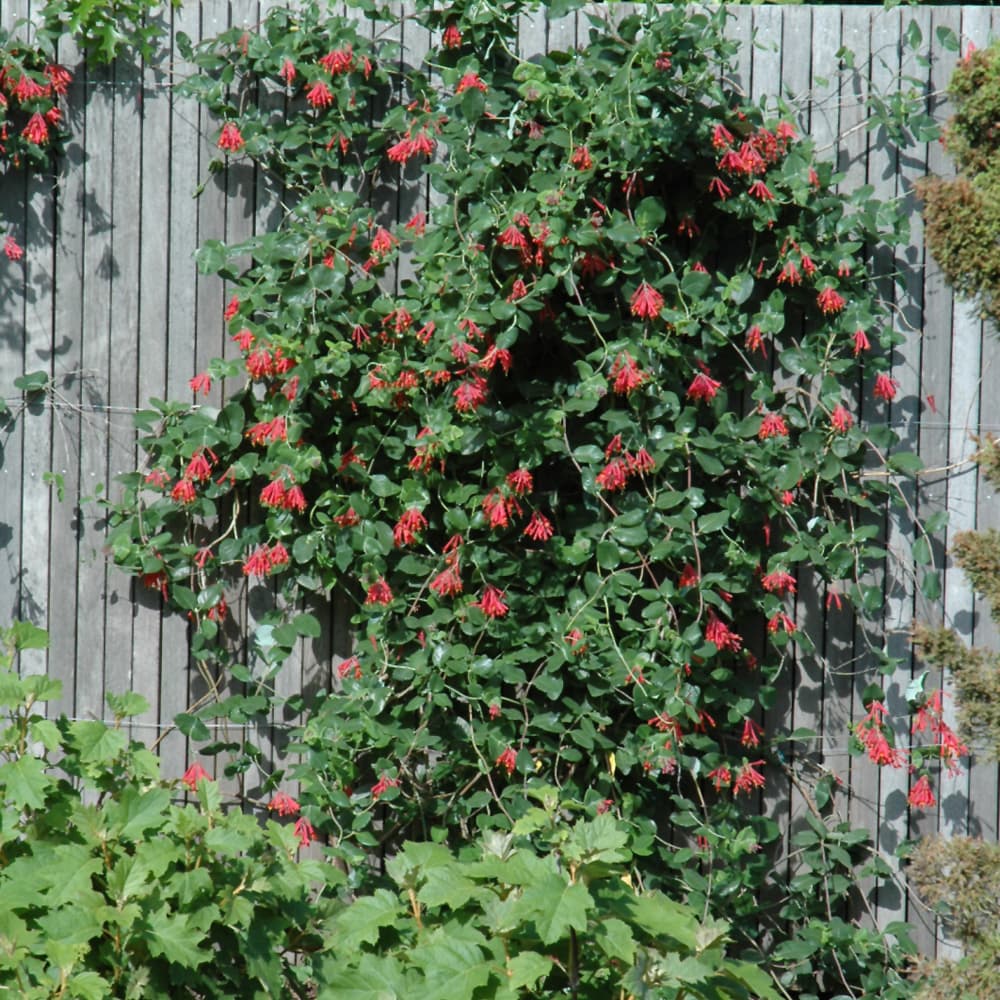 NetPS Plant Finder (www.netpsplantfinder.com)