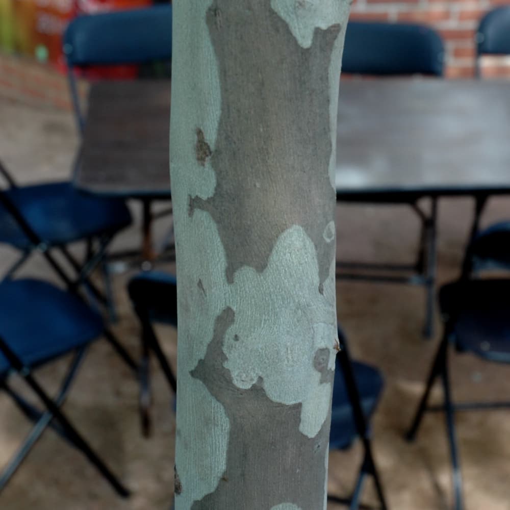 NetPS Plant Finder (www.netpsplantfinder.com)