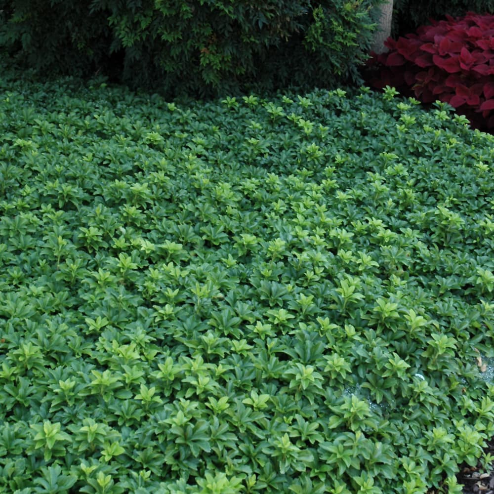 NetPS Plant Finder (www.netpsplantfinder.com)