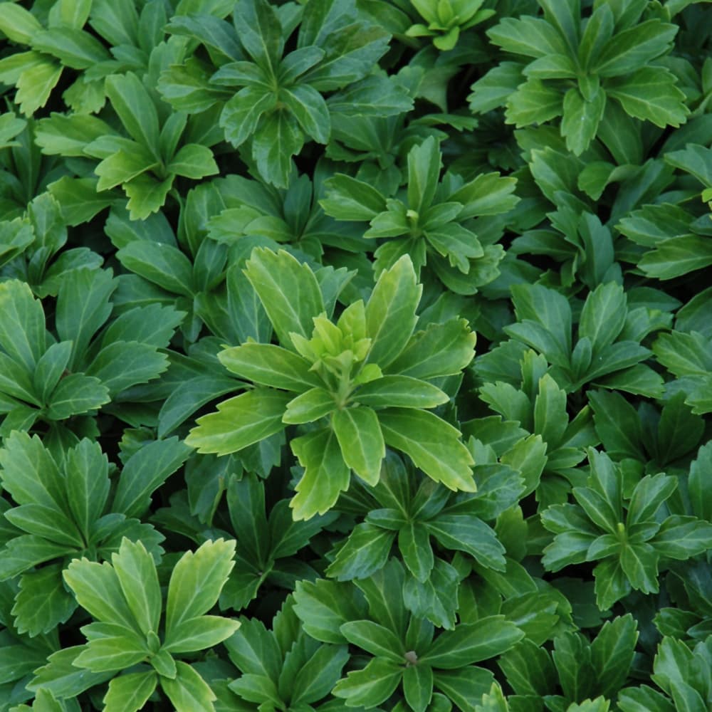 Pachysandra Green Sheen