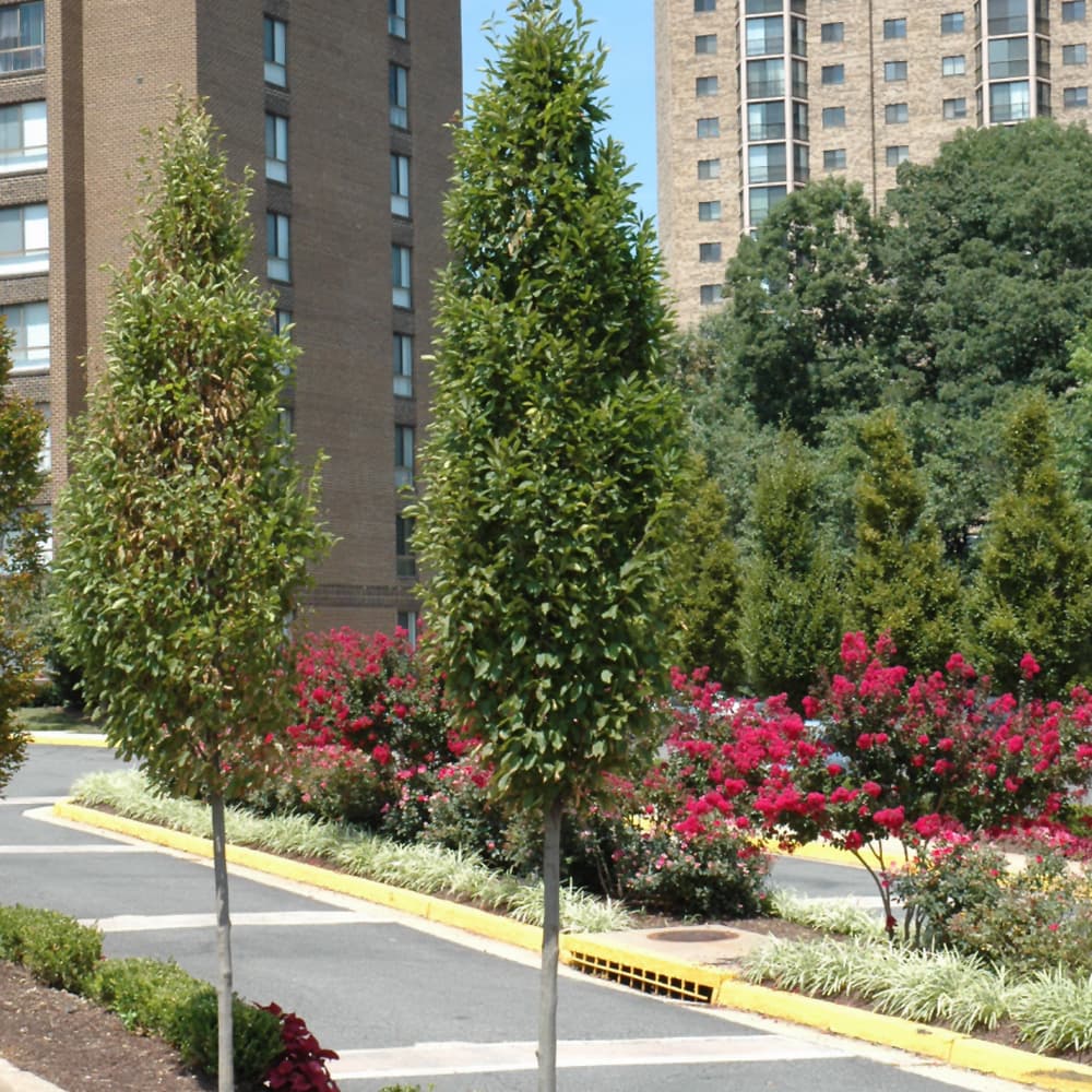 NetPS Plant Finder (www.netpsplantfinder.com)