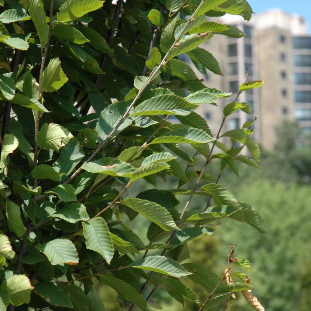 NetPS Plant Finder (www.netpsplantfinder.com)