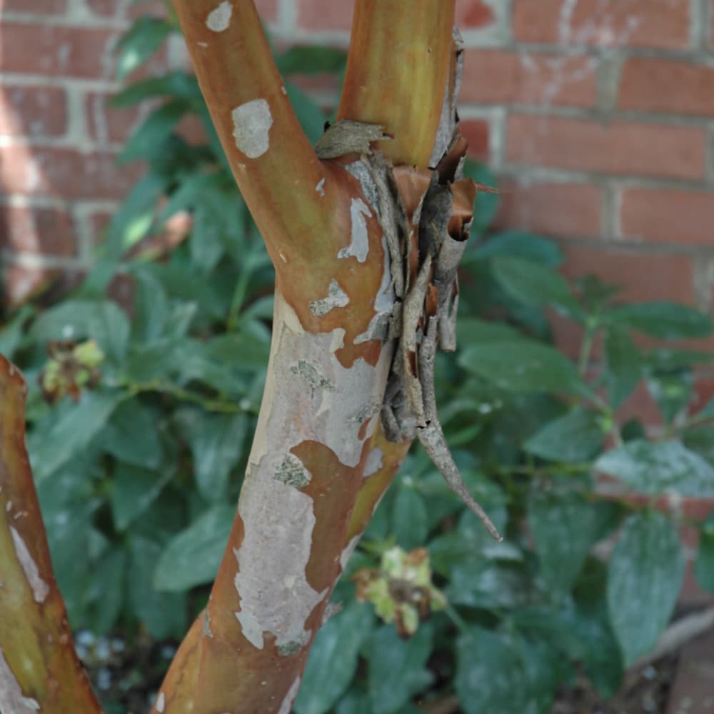 NetPS Plant Finder (www.netpsplantfinder.com)