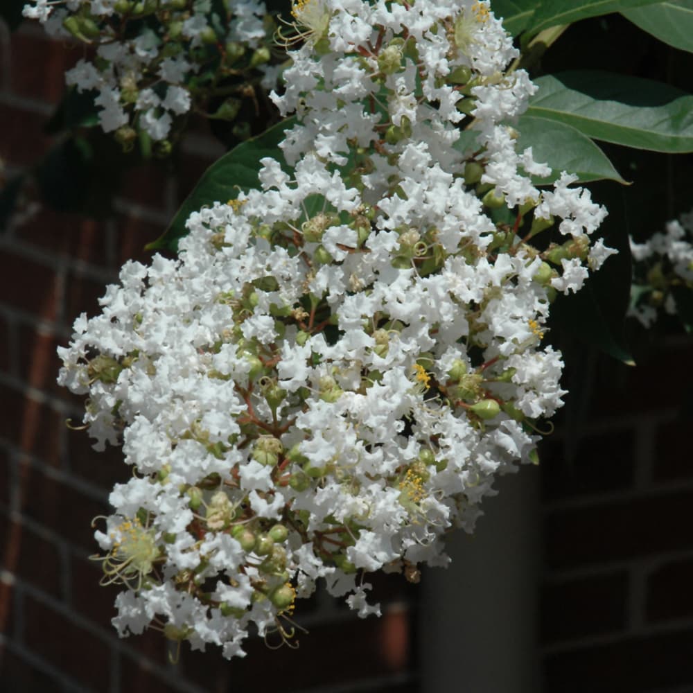 Crape Myrtle Natchez
