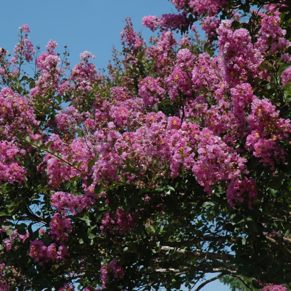 NetPS Plant Finder (www.netpsplantfinder.com)