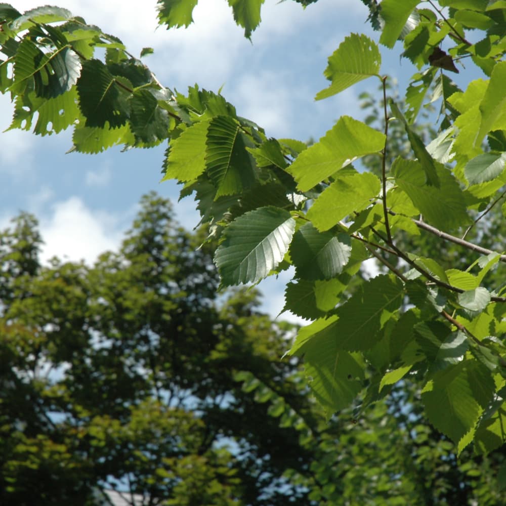 NetPS Plant Finder (www.netpsplantfinder.com)