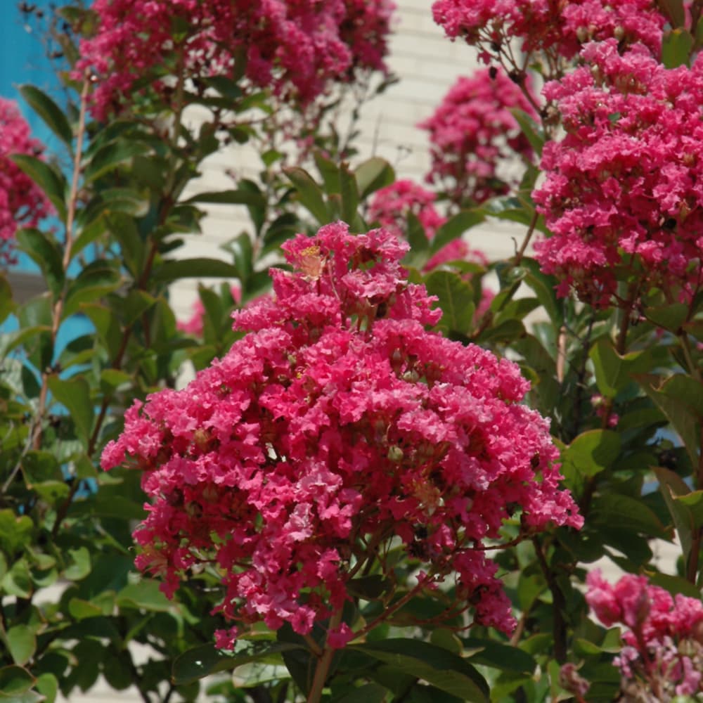 Crape Myrtle Miami