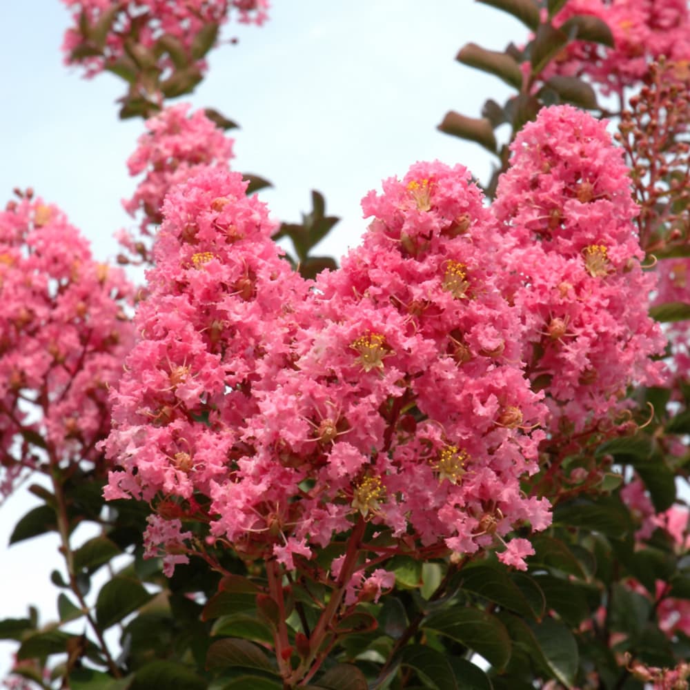 Crape Myrtle Sioux