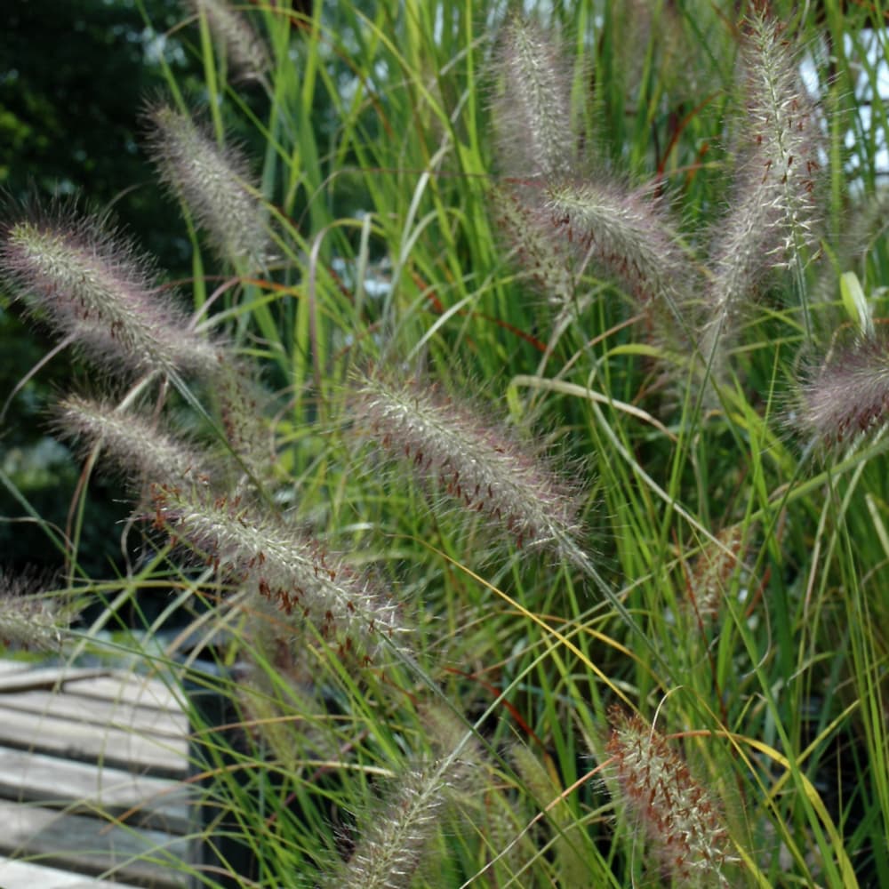 NetPS Plant Finder (www.netpsplantfinder.com)