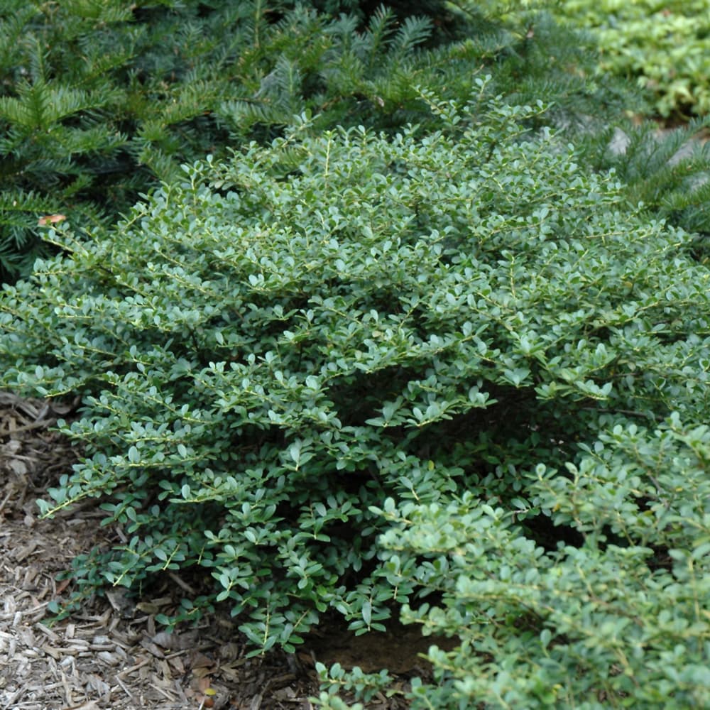 NetPS Plant Finder (www.netpsplantfinder.com)