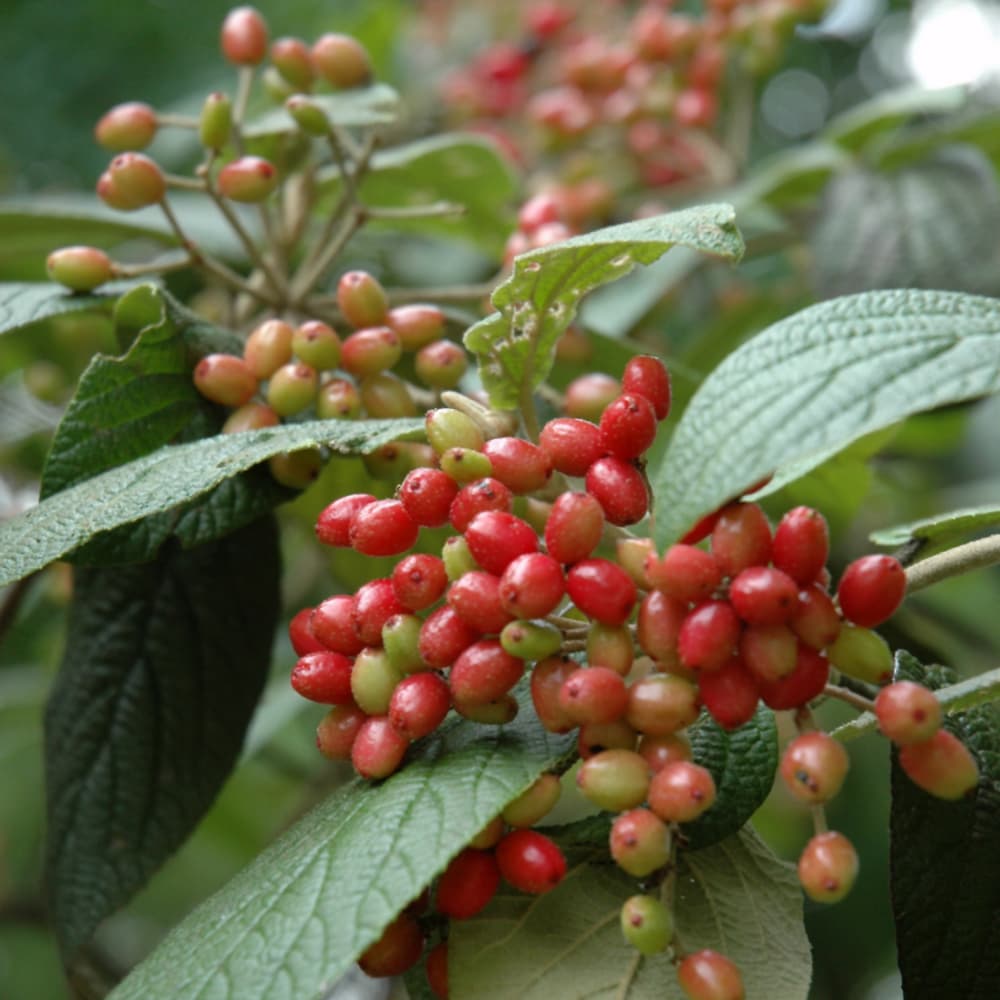 NetPS Plant Finder (www.netpsplantfinder.com)