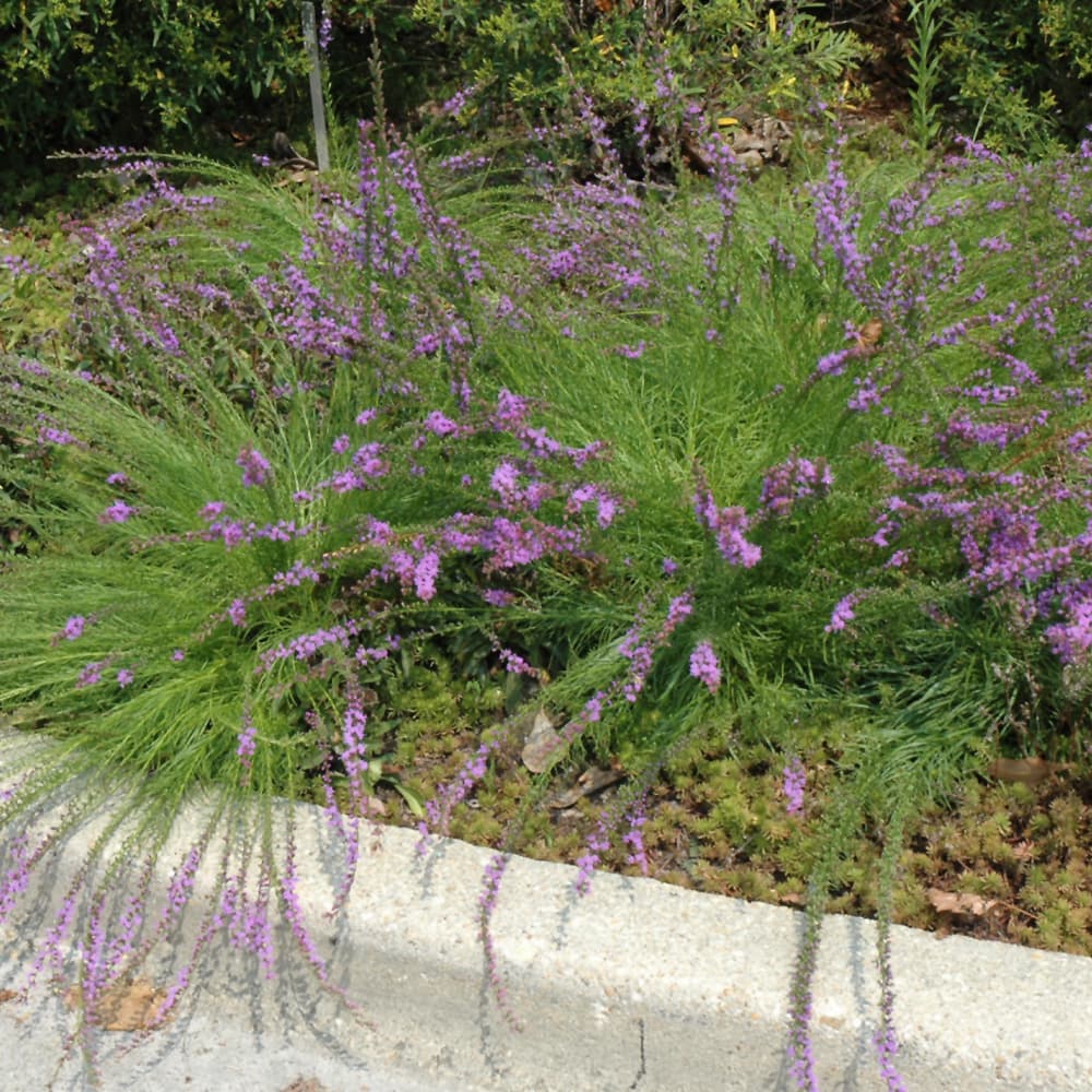 NetPS Plant Finder (www.netpsplantfinder.com)