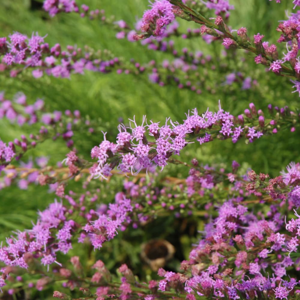 NetPS Plant Finder (www.netpsplantfinder.com)