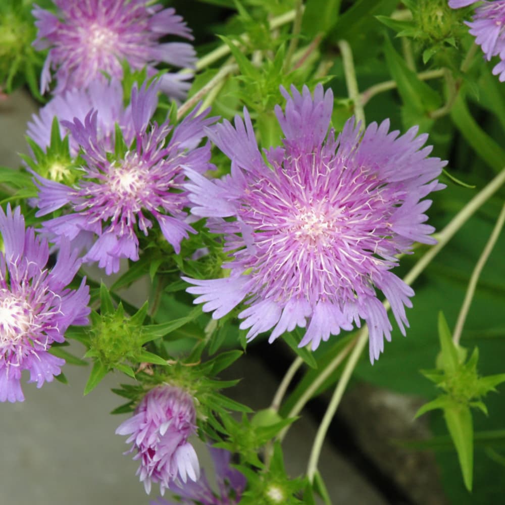 NetPS Plant Finder (www.netpsplantfinder.com)