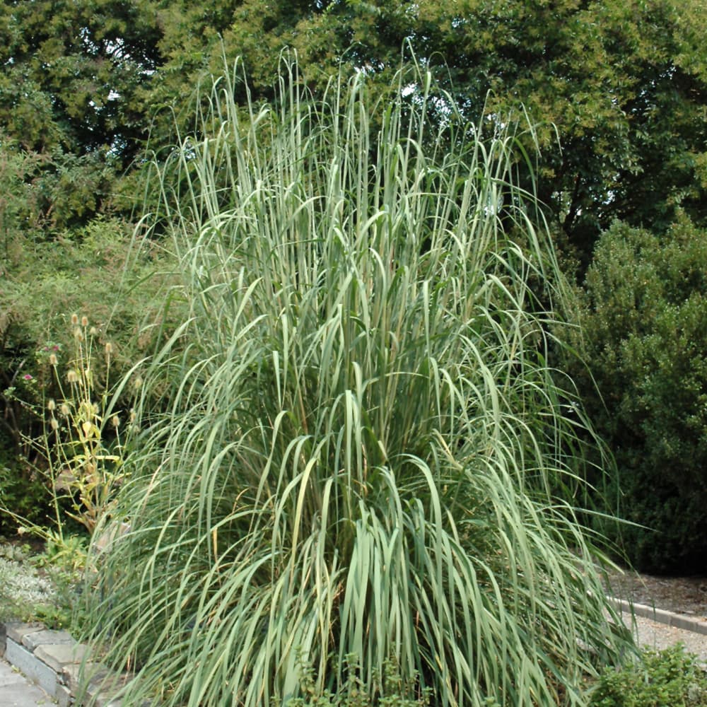 Grass Hardy Pampas