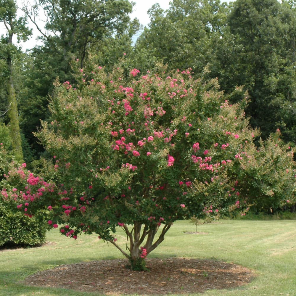 NetPS Plant Finder (www.netpsplantfinder.com)