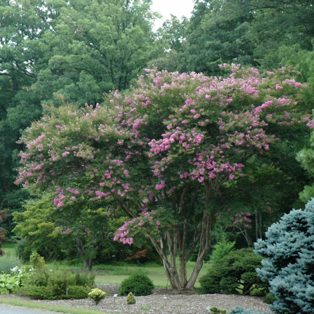 NetPS Plant Finder (www.netpsplantfinder.com)