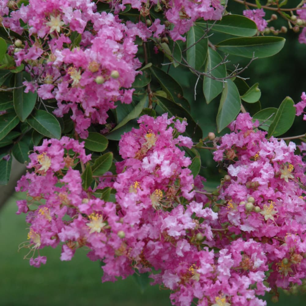 Crape Myrtle Lipan