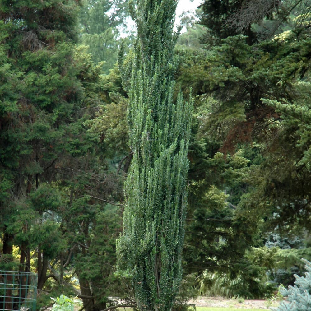 NetPS Plant Finder (www.netpsplantfinder.com)