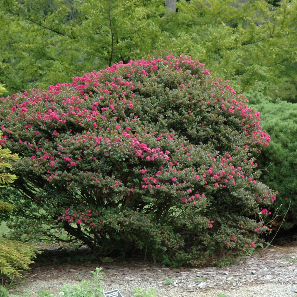 NetPS Plant Finder (www.netpsplantfinder.com)