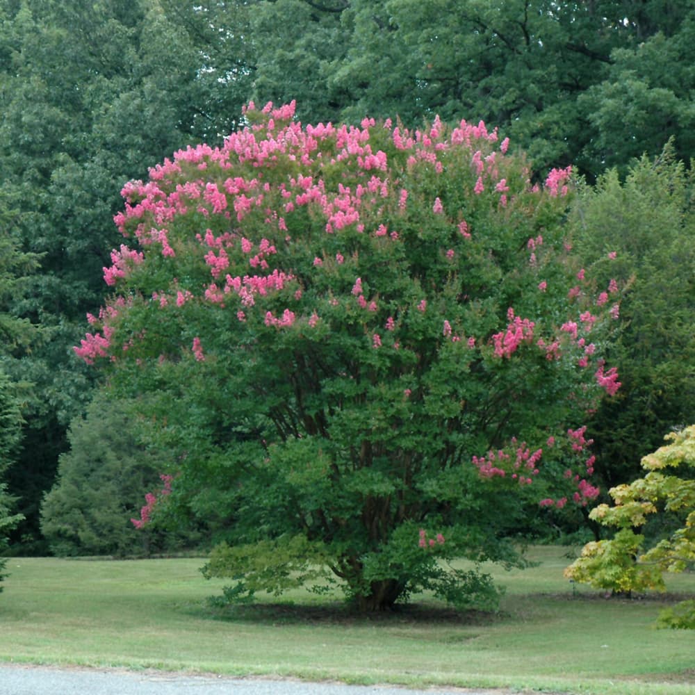 NetPS Plant Finder (www.netpsplantfinder.com)