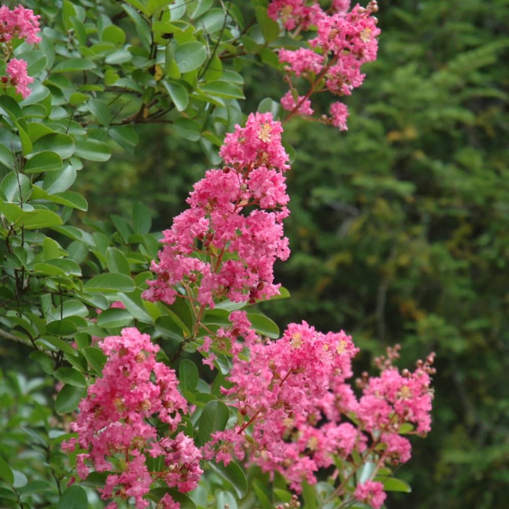 Crape Myrtle Hopi