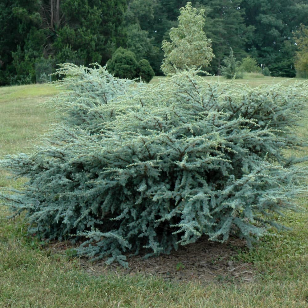 NetPS Plant Finder (www.netpsplantfinder.com)