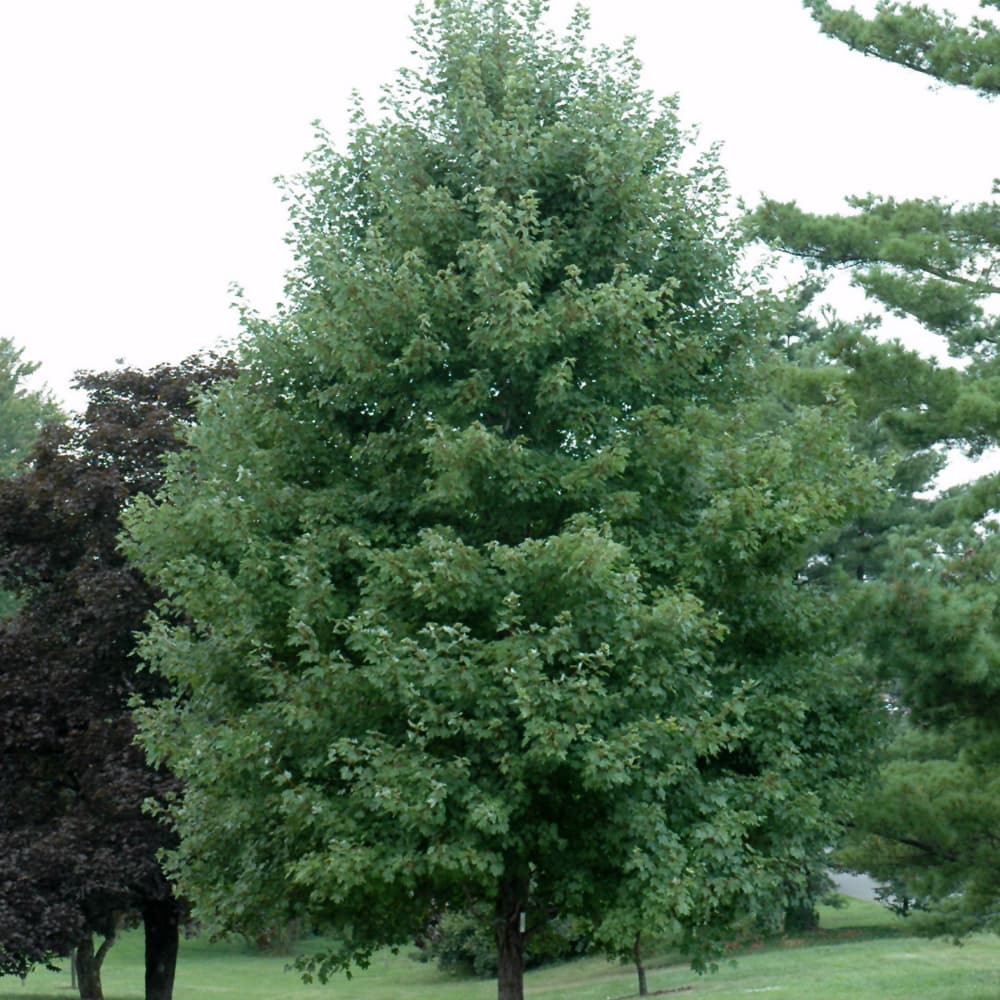 NetPS Plant Finder (www.netpsplantfinder.com)