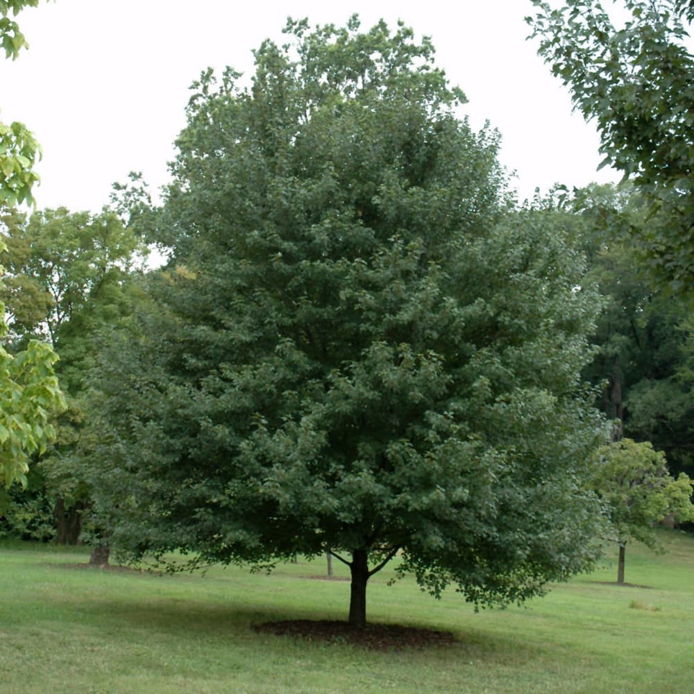 NetPS Plant Finder (www.netpsplantfinder.com)