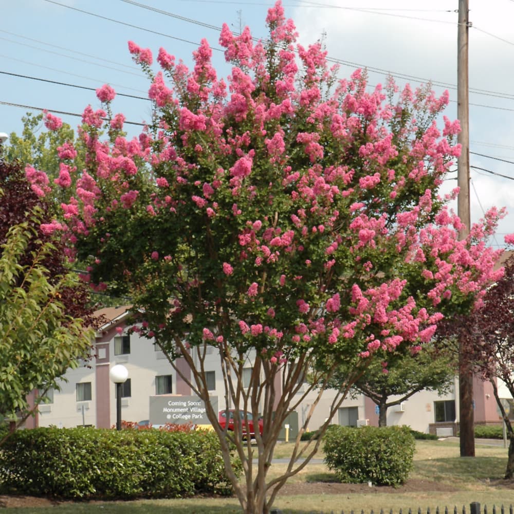 NetPS Plant Finder (www.netpsplantfinder.com)