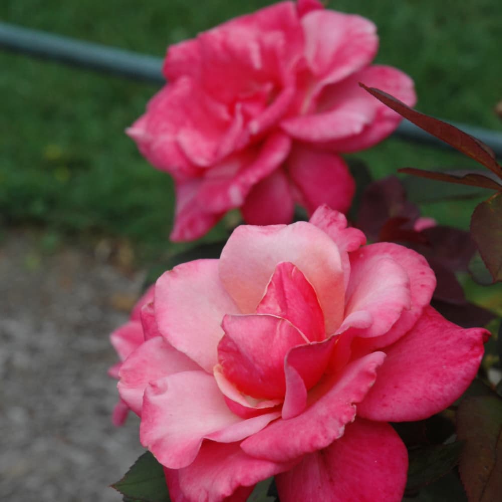 NetPS Plant Finder (www.netpsplantfinder.com)